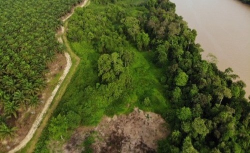 Reforestation Site 1 (Before).jpg