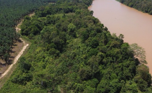 Reforestation Site 1 (After).jpg